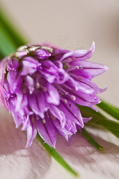 Chive Flower