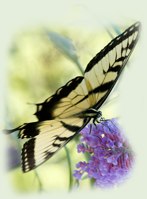 Tiger Swallowtail Butterfly